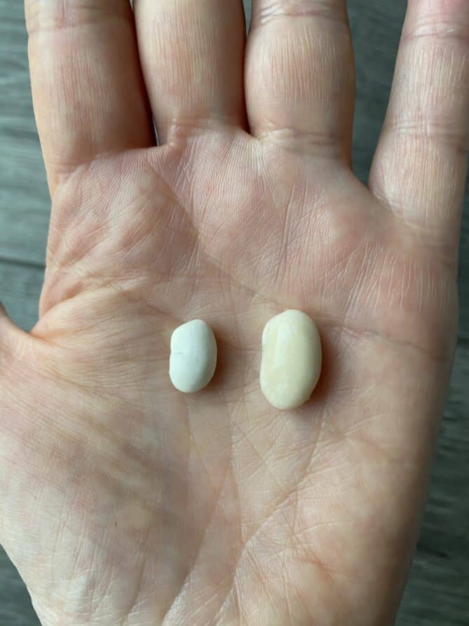 Dried beans in a hand