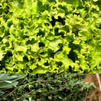 A bunch of green lettuce and fresh herbs