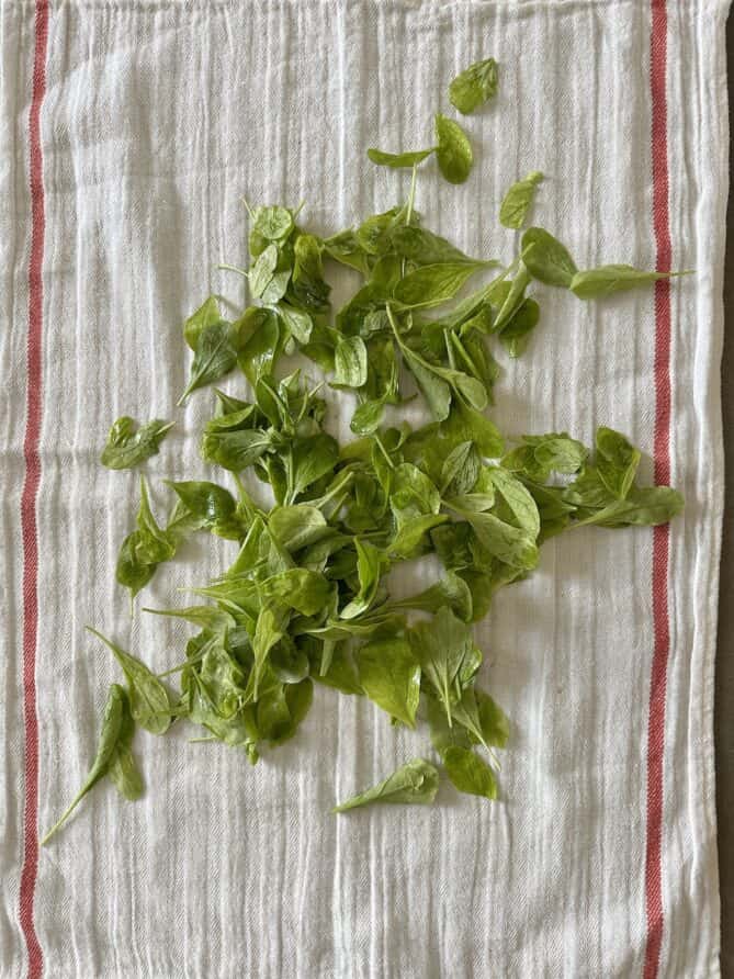 Salad greens drying on a white towel